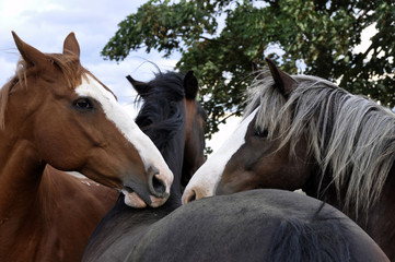 Three Horses Grooming