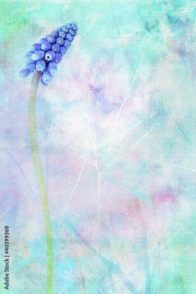 Canvas Prints blue flowering grape hyacinth dreamy background