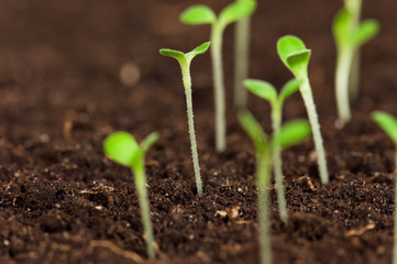 Green seedling
