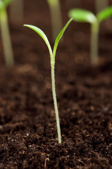 Green seedling