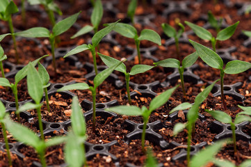 Green seedling