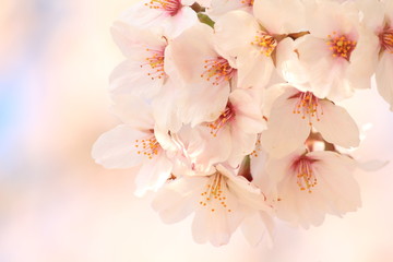 満開の桜