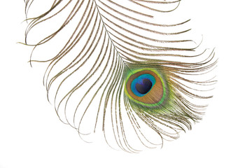 Obraz premium Peacock feather