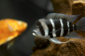 Fish with stripes in aquarium