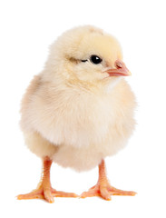 Little chicken isolated on white