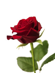 Red Rose