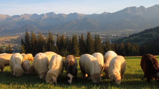 Sheep on Gubalowka Mtn with view on Tatras Mt