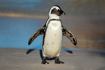 Obraz premium African penguin, South Africa