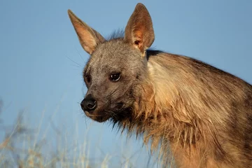 Tuinposter Brown hyena portrait © EcoView