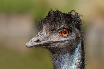 Portrait of an Emu (Dromaius novaehollandiae)