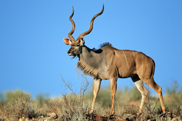 Big male kudu antelope against a blue sky