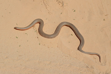 A mole snake (Pseudaspis cana) on sand