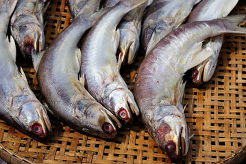A pile of beautiful big mackerels on a counter