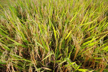 rice field