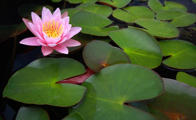 water lily, lotus