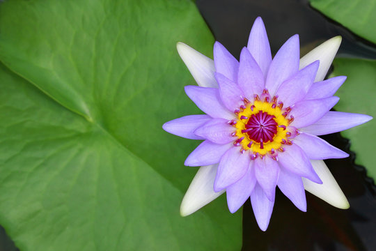 Fototapeta water lily, lotus