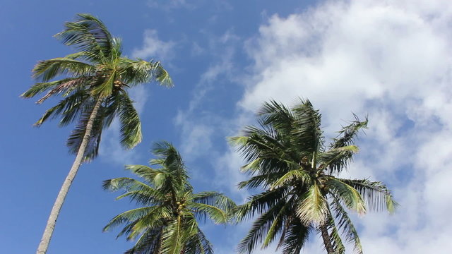 palma de coco 02