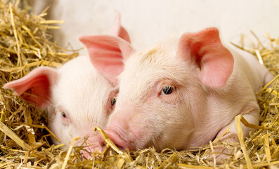 Pigs in a barn II