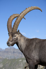 portrait of a male ibex