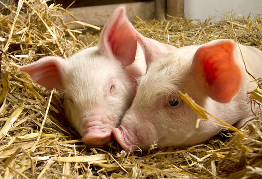 Pigs in a barn III
