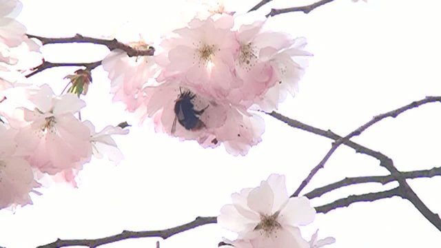 Kirschbl&uuml;te im Fr&uuml;hling. Hummelflug in Zeitraffer