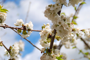 FLORES DE UN MANZANO