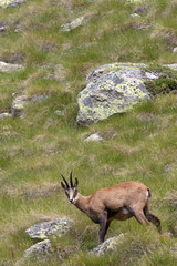 portrait of suede in a pasture