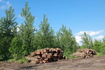 Lumber industry