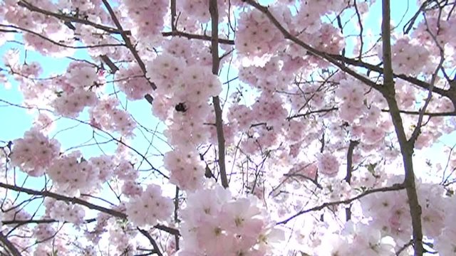 Kirschbl&uuml;te im Fr&uuml;hling. Hummelflug in Zeitraffer