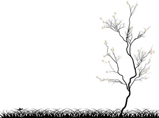 small cherry tree in grass