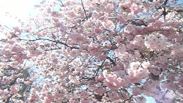 Kirschbl&uuml;te im Fr&uuml;hling. Hummelflug in Zeitraffer