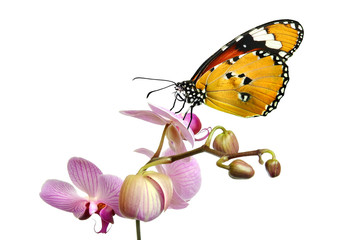 Schmetterling 36