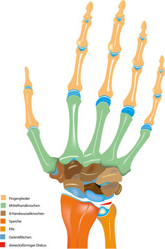 Hand - Handgelenk &ndash; Skelett