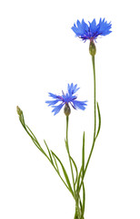 isolated blue chicory flowers