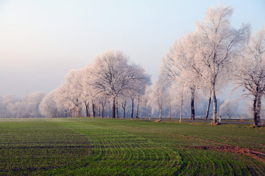 Frost am morgen