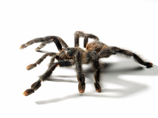 Una araña tarántula en fondo blanco.