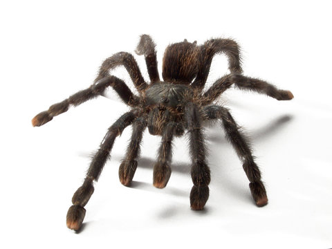 Una ara&ntilde;a tar&aacute;ntula en fondo blanco.