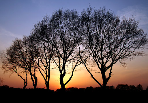 Abendlicht, Sonnenuntergang und B&auml;ume