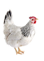 Speckled hen. Isolated on white background.