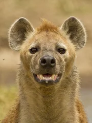 Fotobehang Hyena Hyena