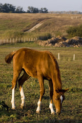 Obraz premium Colt and hill