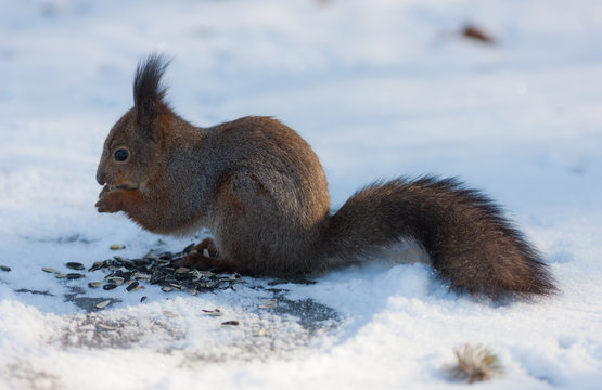 squirrel eats sunflower seeds © Maslov Dmitry