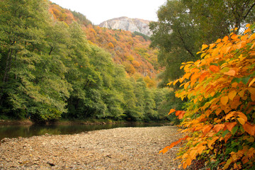 Autumn wood