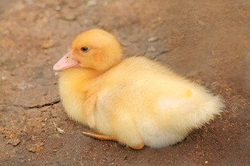 Little ducky