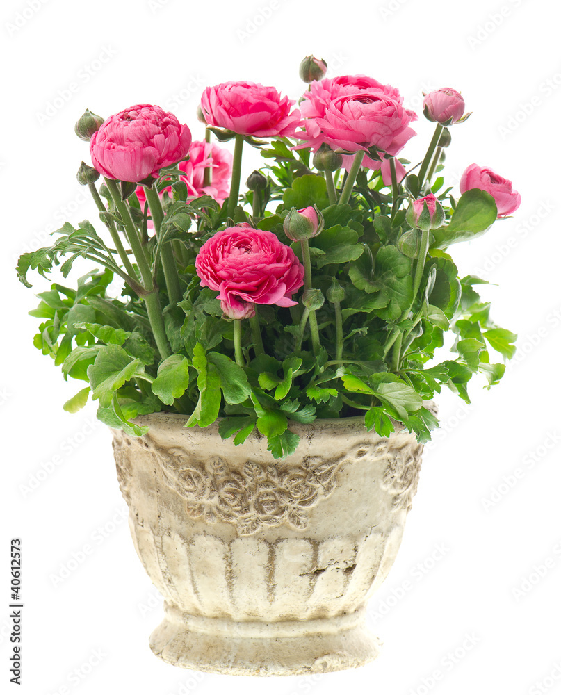 Poster beautiful pink ranunculus plant in pot on white