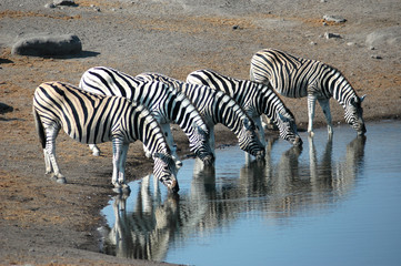 Fototapeta na wymiar Stado Zebra w otworze wody