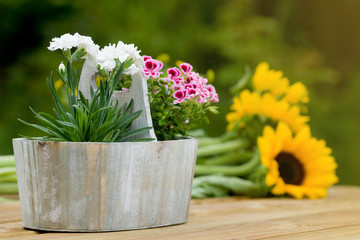 Flowers in pot