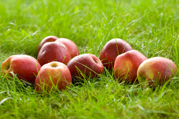 Apple in garden