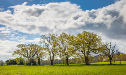 Green Field, Cloud and Sky