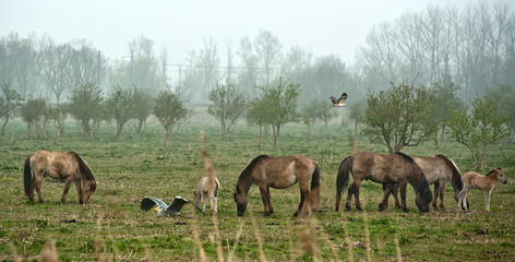 Naklejka na ściany i meble Wild horses grazing in a field in spring
